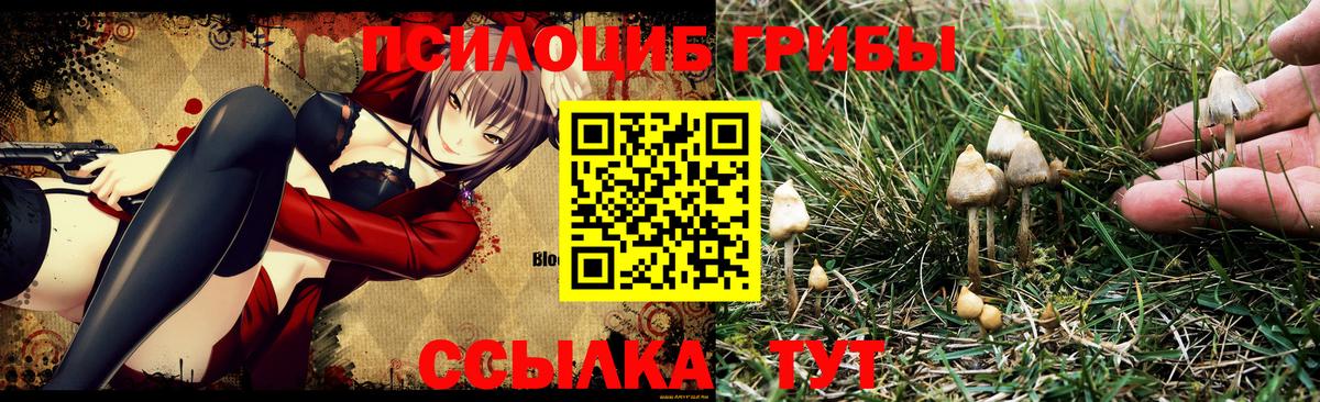 Галлюциногенные грибы Cubensis Гусиноозёрск